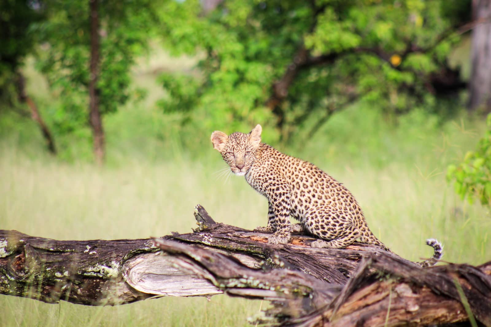 Young leopard sighting on game drive with Camp Moremi