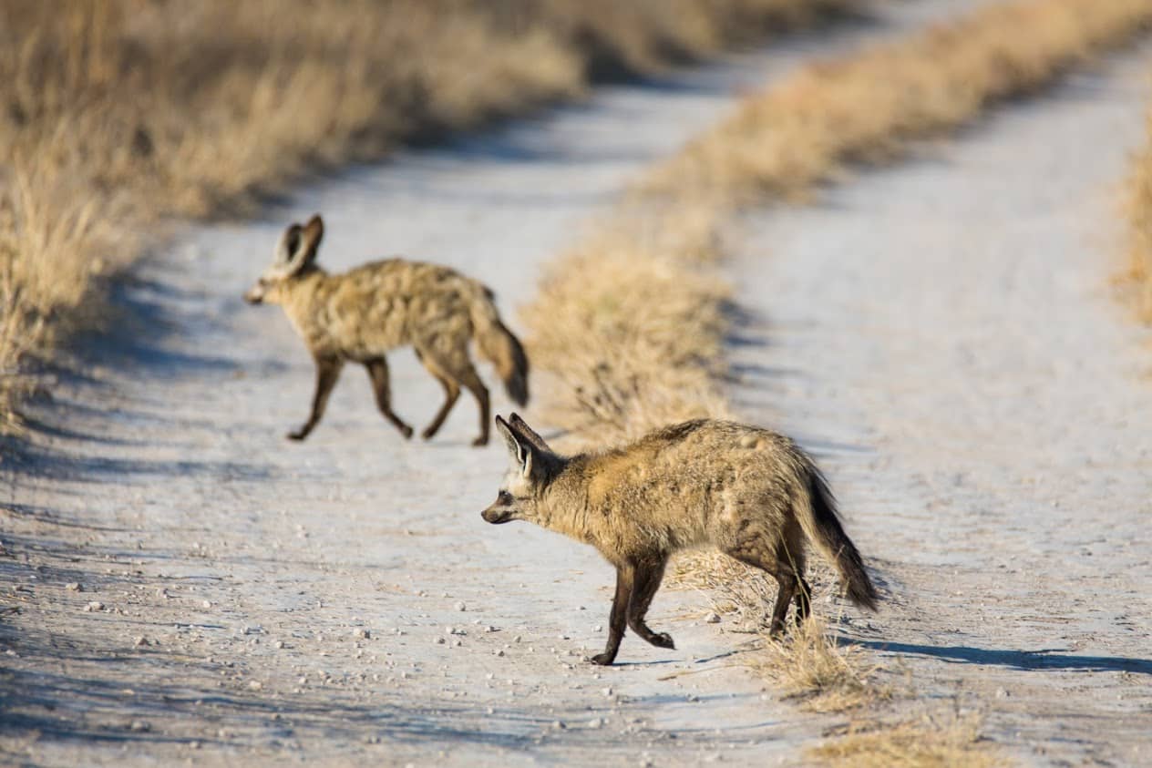 Bat-eared fox as seen on safari with Bushways Safaris