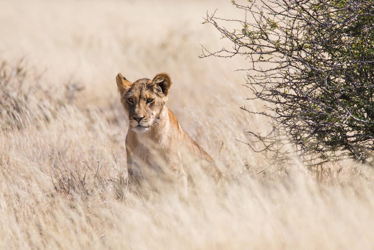 Lions have adapted their behavior to suit their surroundings i the Central Kalahari Game Reserve