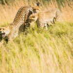Bushman Plains Camp guests enjoy frequent sightings of plains loving cheetah