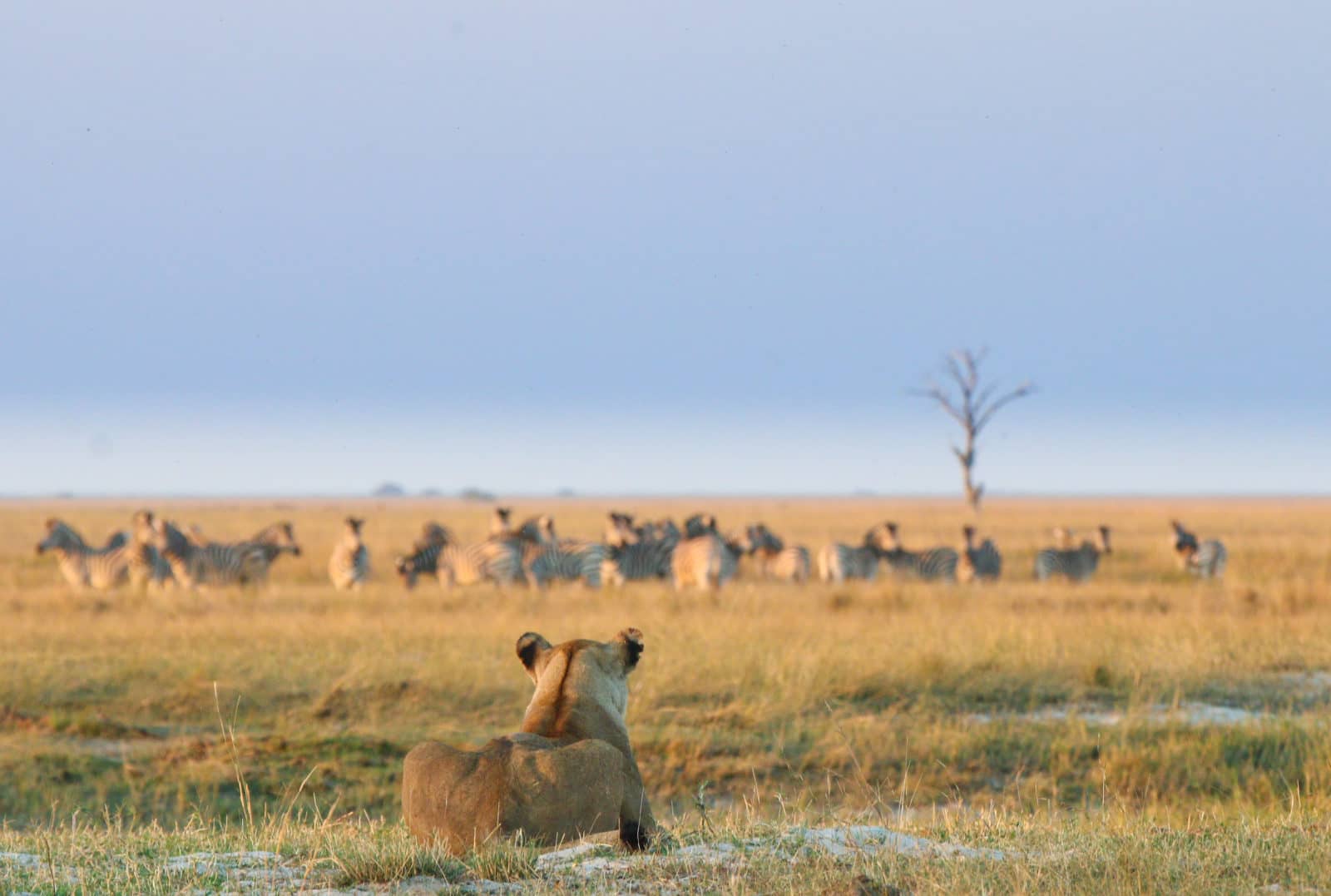 Lioness stalking zebra in Chobe National Park, one of the best places to visit in Botswana