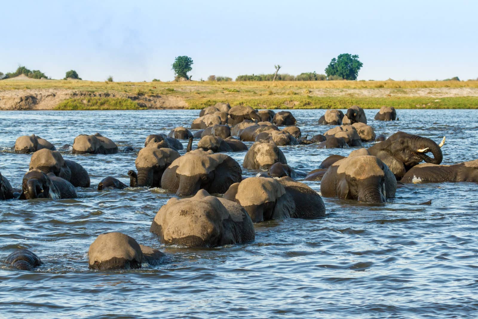 Elephant herd makes its way across the Chobe river