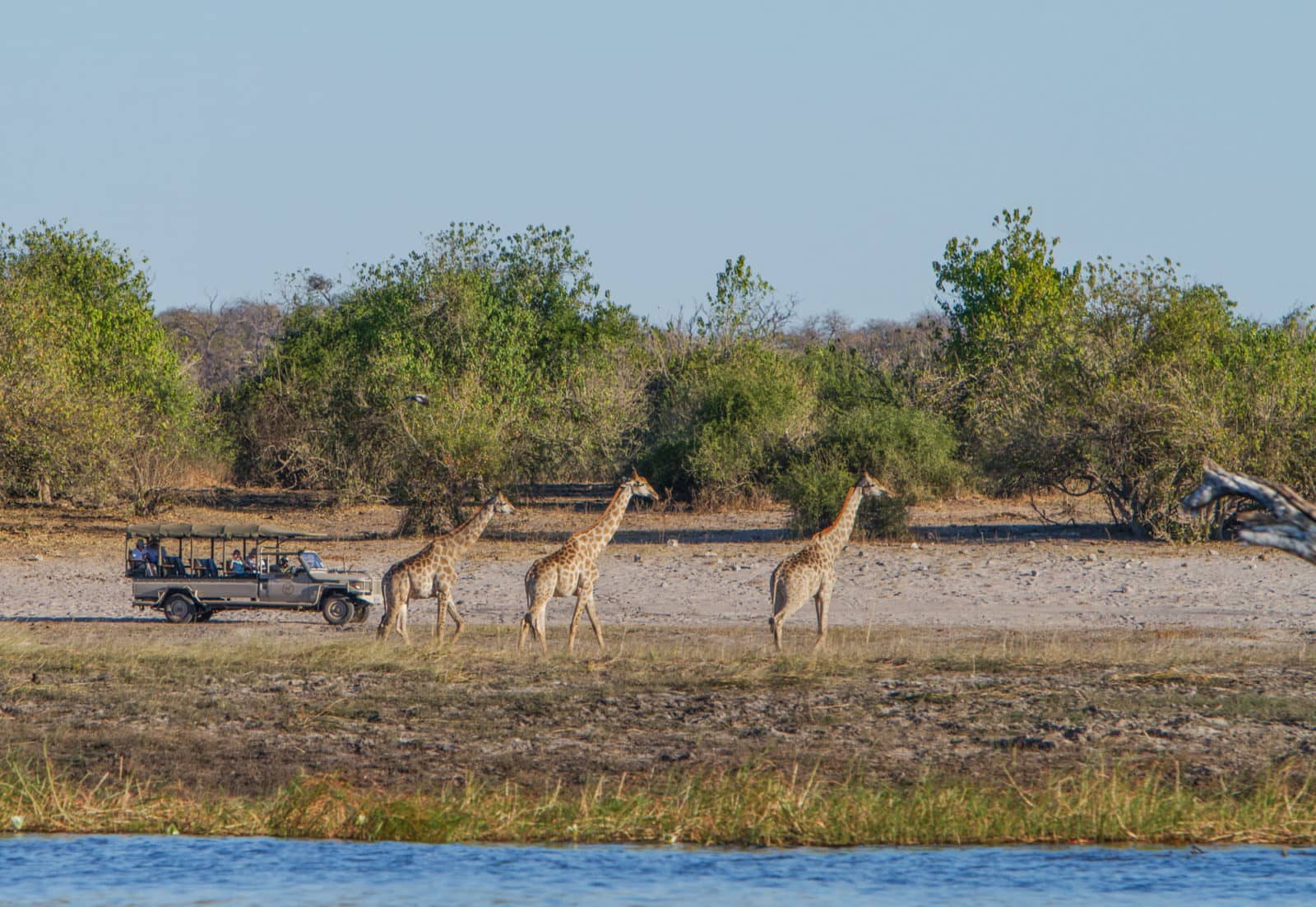 Giraffe sighting on game drive courtesy of Chobe Game Lodge