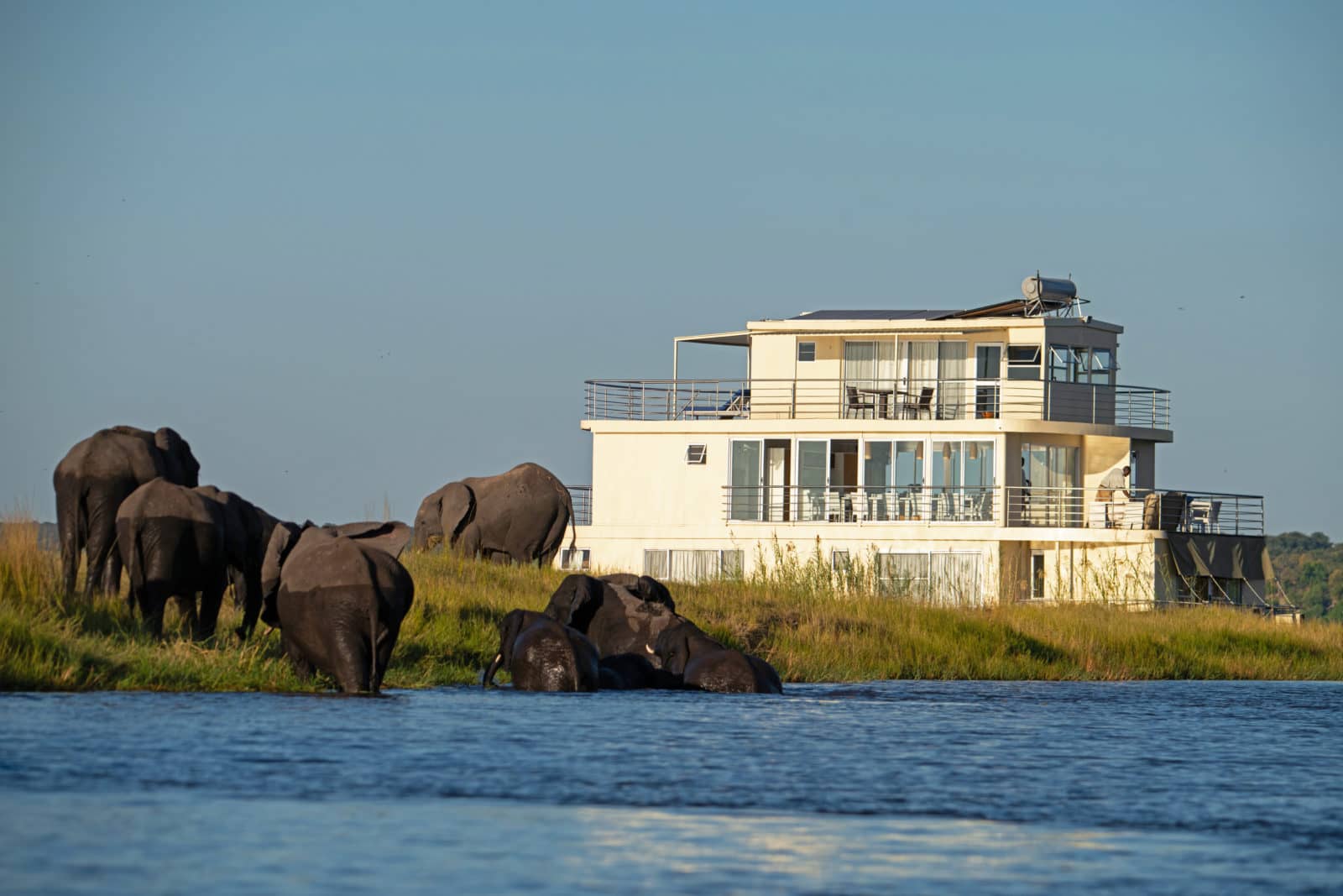 Elephants visiting the Chobe Princess
