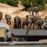 Chobe Princess guests enjoy a photographic safari on a specialized photographic boat