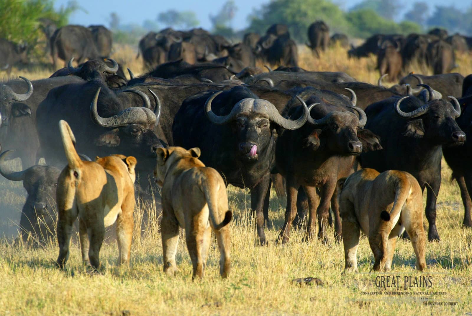 Lions often hunt buffalo in the vicinity of Duba Plains