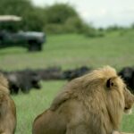 Lions on a game drive at Duba Explorers Camp
