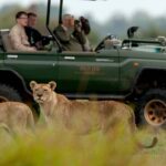 Game drive with lions at Duba Explorers Camp