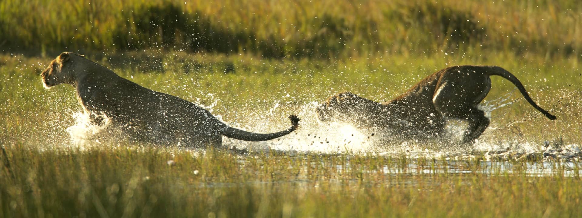 Duba Plains has regular sightings of predators including lion