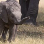 The Duba concession is home to many marvelous creatures such as elephant