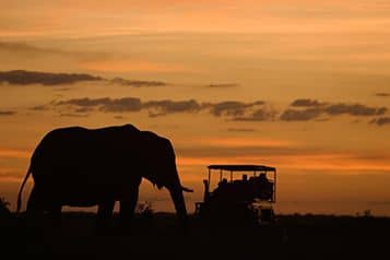 Elephant at sunset with Duba Plains Safari vehicle