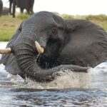 Close encounter with bathing elephant on boat excursion at Muchenje