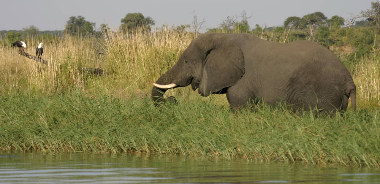 Bushways Safari guests enjoy sightings f Africa's big game such as the African elephant