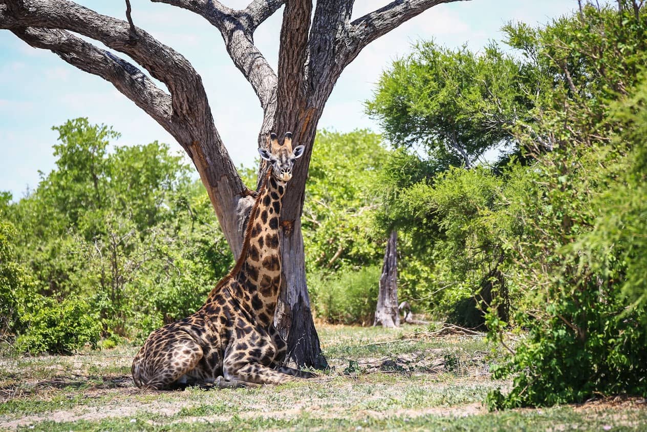 Resting giraffe sighting