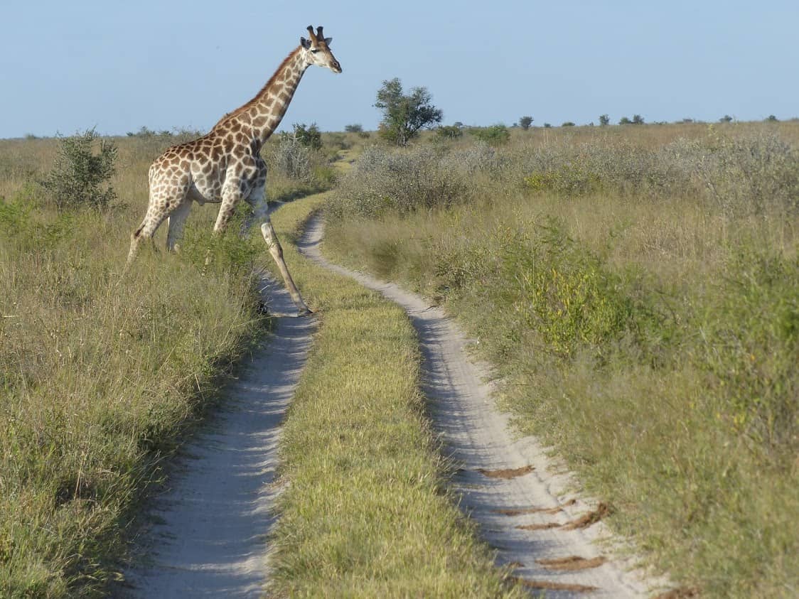 Giraffe o safari with Bushways Safaris