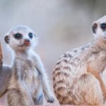 The very popular habituated meerkats at Tswalu