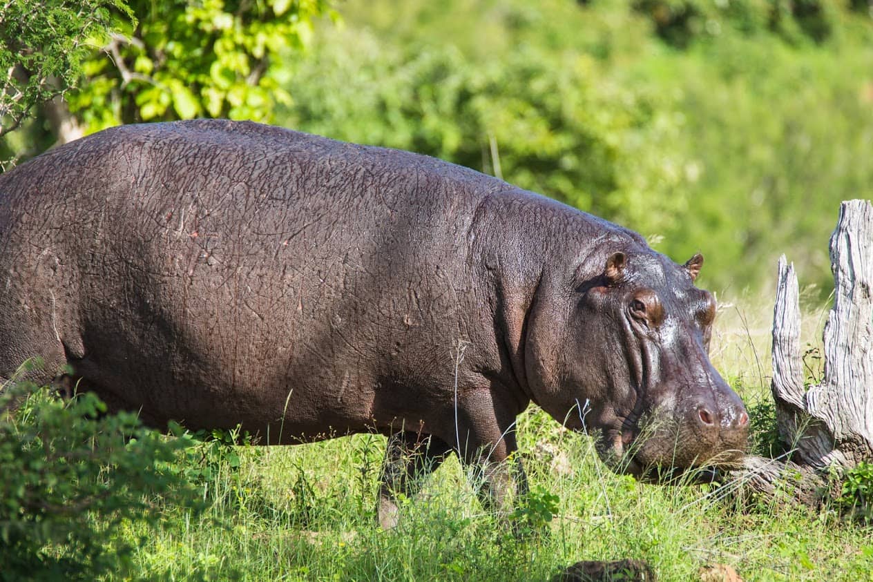 Grazing hippo near Chobe on a Bushways Safari