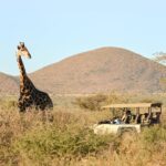 Tarkuni guests view giraffe on a game drive in the Kalahari