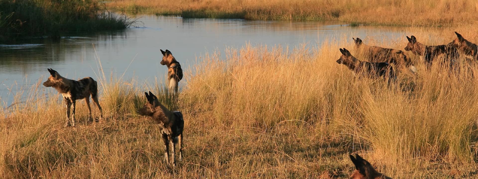 African wild dogs standing in tall grass near the water at Lagoon Camp.