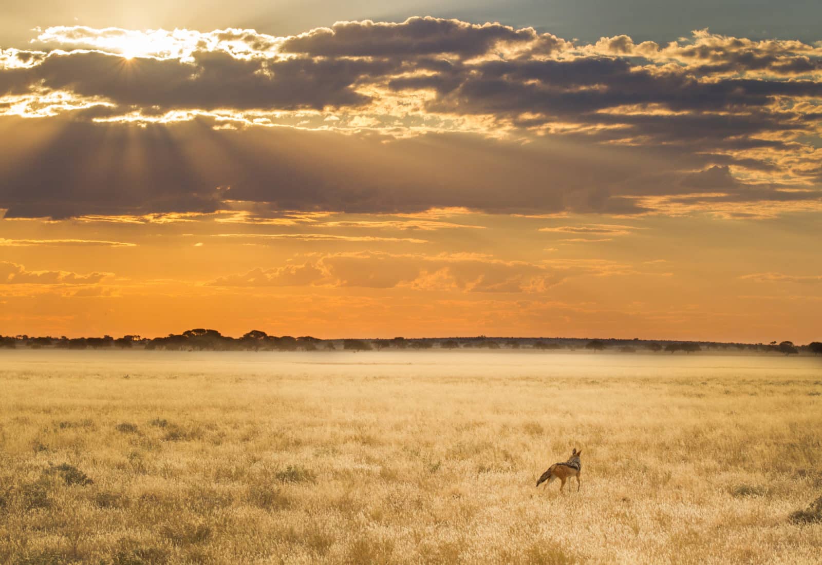 Sunlit view of a jackal in the Kalahari Desert