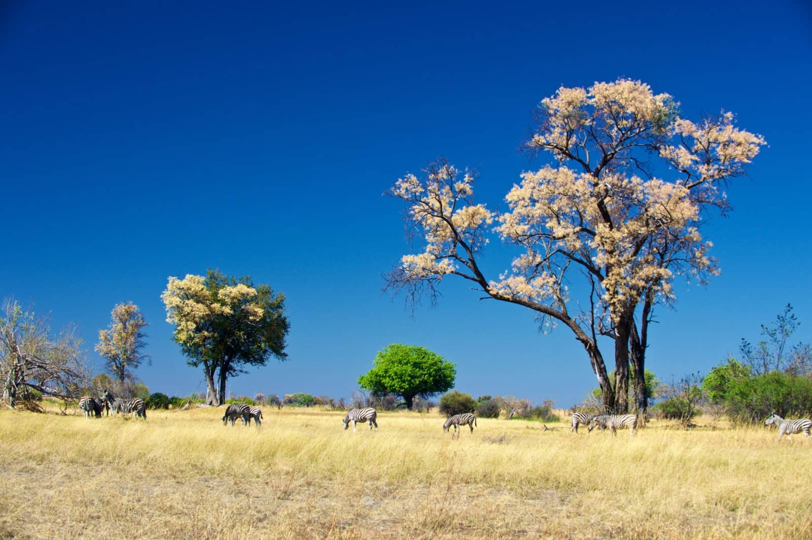 Image of the delta in springtime