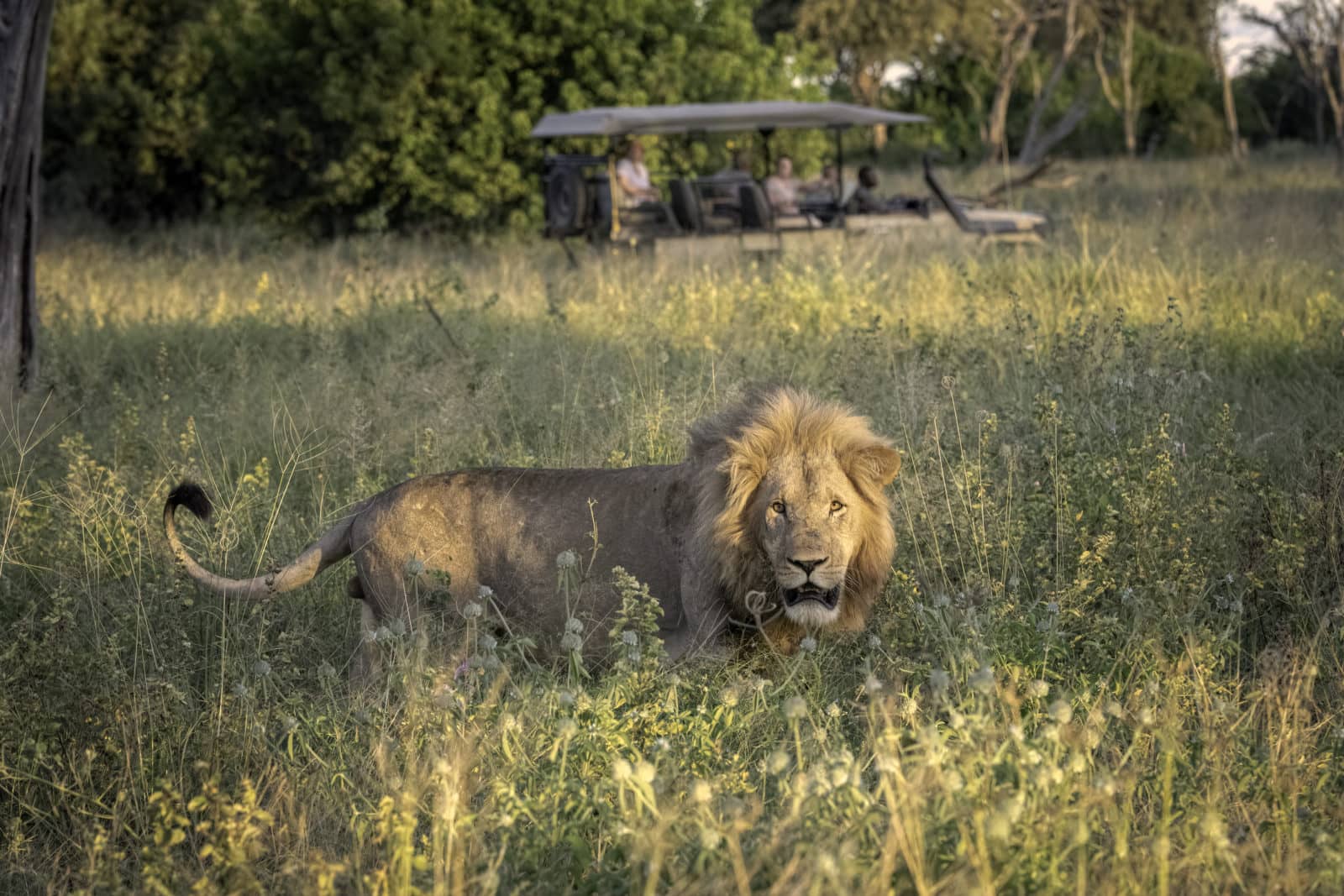 Lion sighting on game drive with Linyanti Ebony