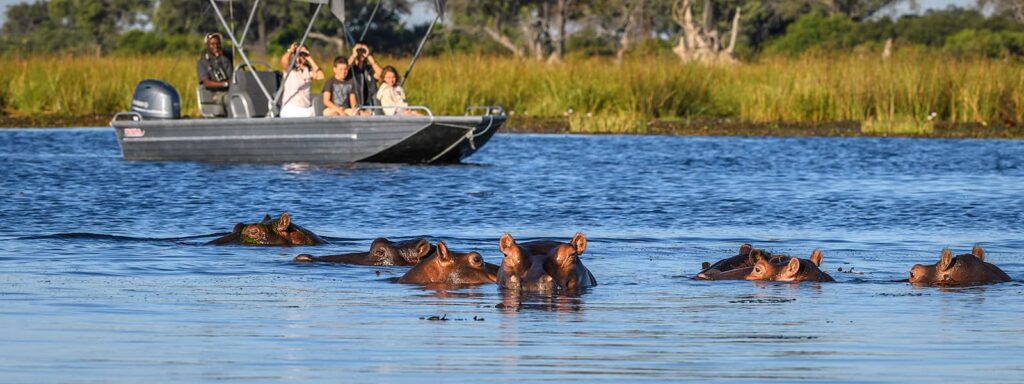 Safari boat observing a group of hippos swimming in a wide water channel in the Okavango Delta near Little Vumbura.