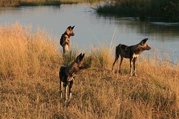 African Wild Dog gathering on the banks of the river