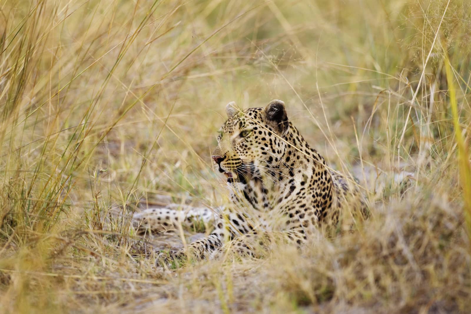 Leopard lying in the long grass captured on camera by guests f