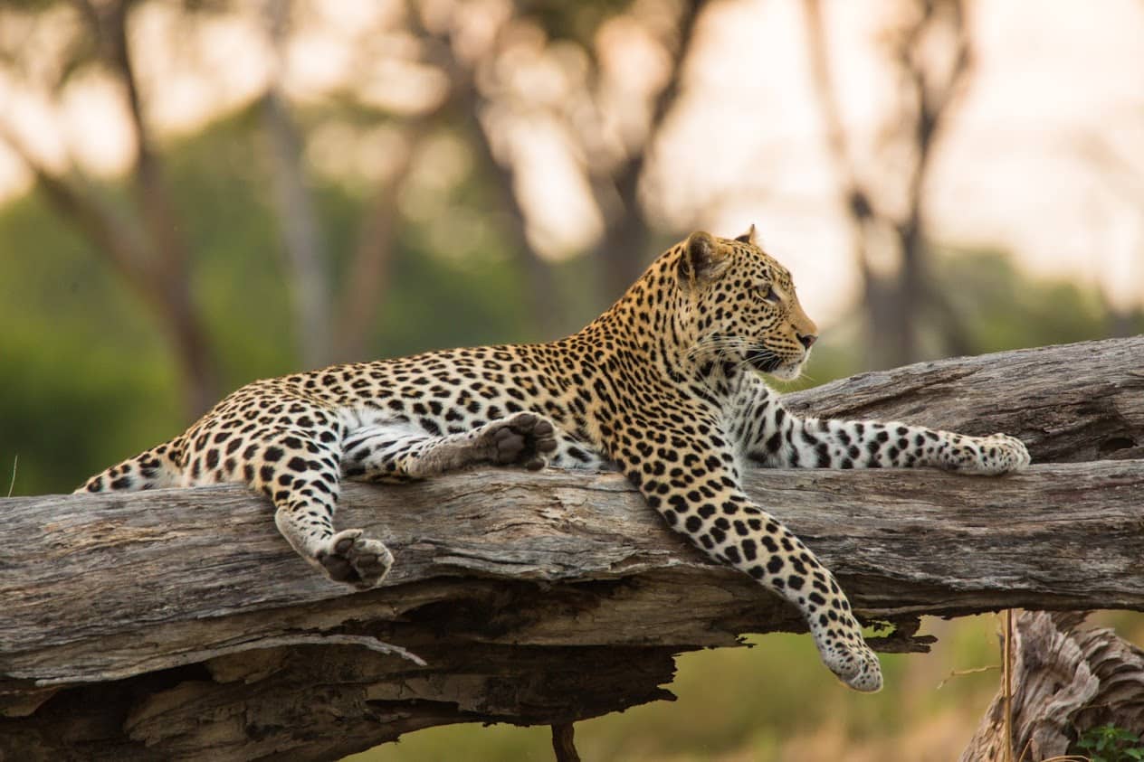 Excellent sighting of leopard resting on a dead tree branch