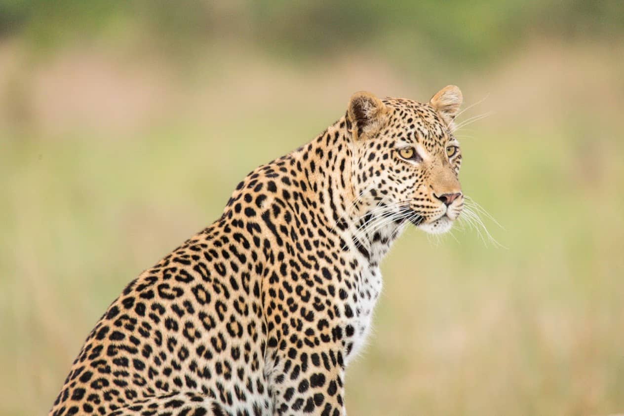 Leopard as seen in the famous Moremi Game Reserve