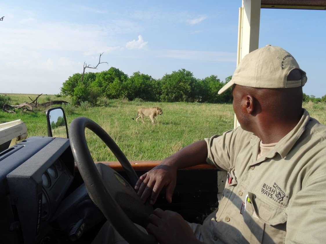 Game drive sighting of African lion