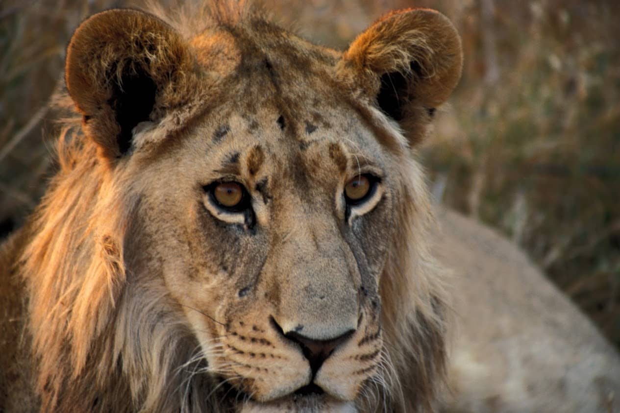 the Savute region in Southern Chobe boasts large lion prides