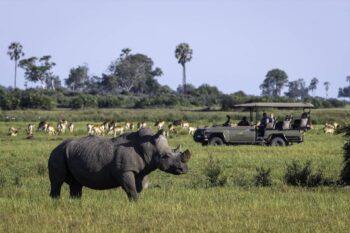 Land based safari in the Okavango Delta