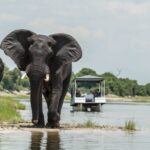 Elephant encounter on Muchenje's boat