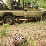 Rare sighting of a Pangolin on Muchenje game drive