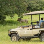 A close encounter with male lion on Muchenge game drive