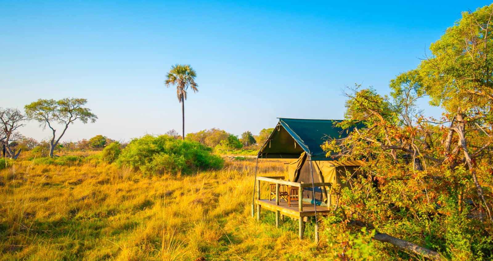 Elevated guest tents at Oddballs Enclave