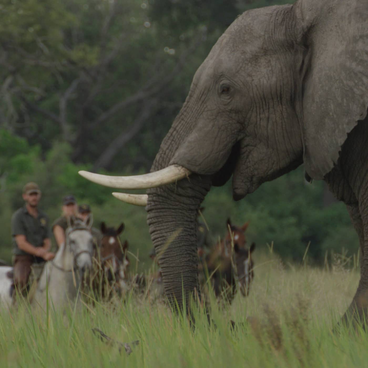Riders stop at a sighting of an elephant while on an outride in the Delta