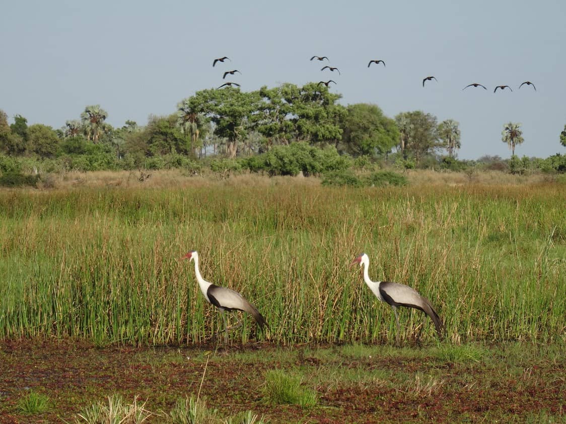 The Delta has prolific birdlife
