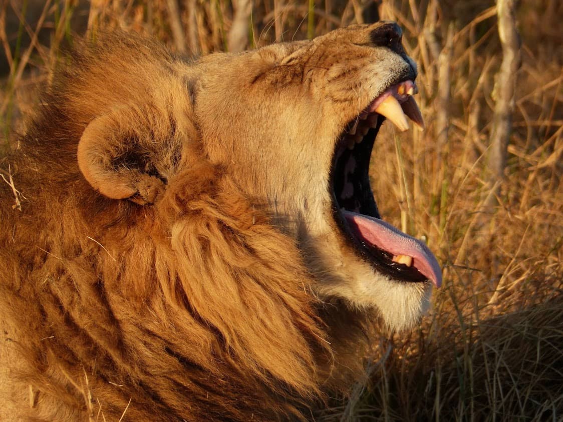 Majestic male lion as seen in the Delta
