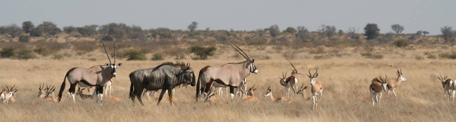 Antelope graze on the grassy plains in the Central Kalahari Game Reserve