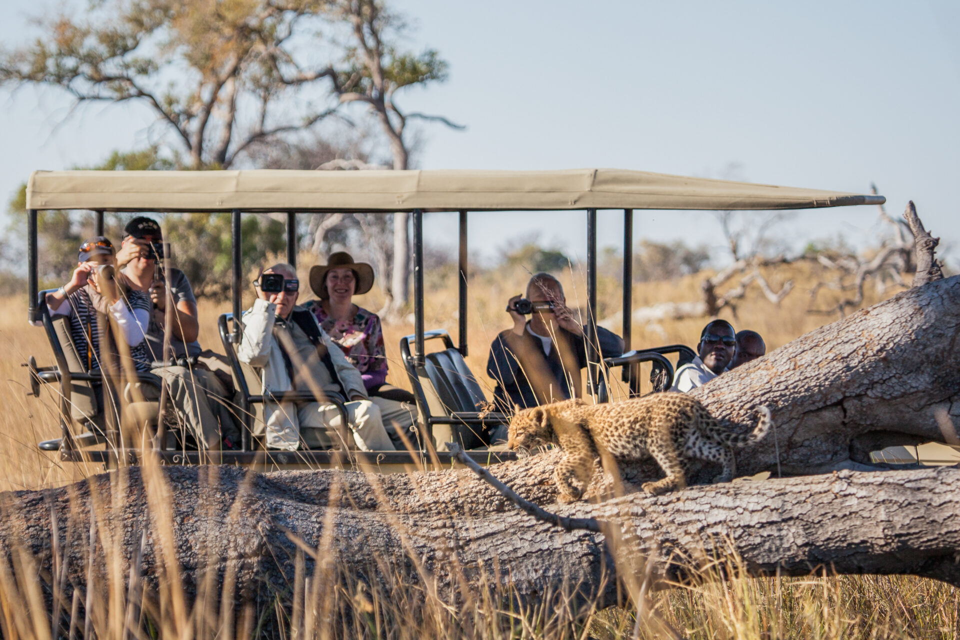 Safari vehicle with tourists observing a leopard walking on a fallen tree at Pom Pom Camp in the Okavango Delta.