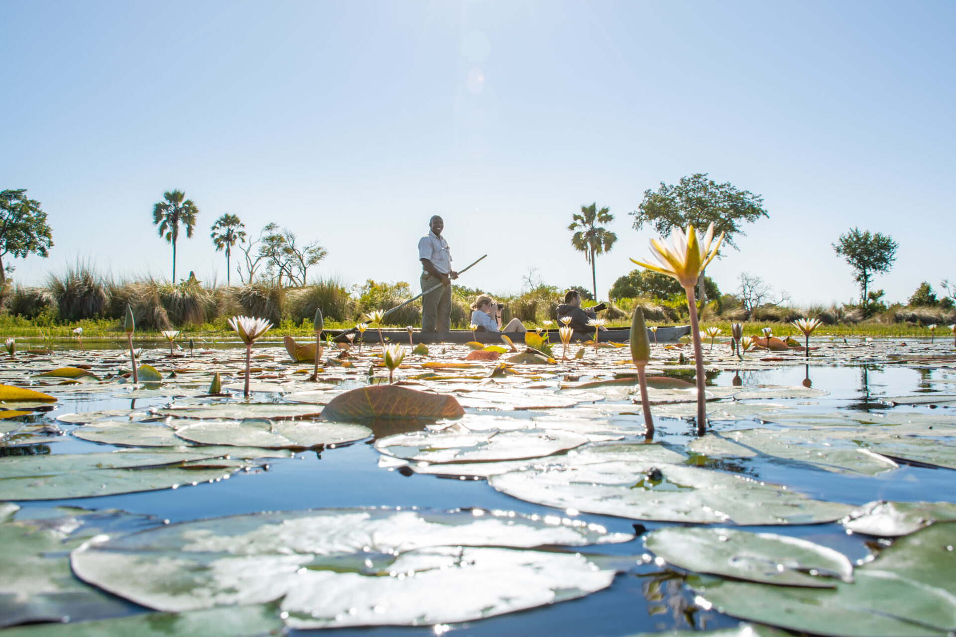 Guide poling a mokoro canoe through water lilies with palm trees in the background at Pom Pom Camp