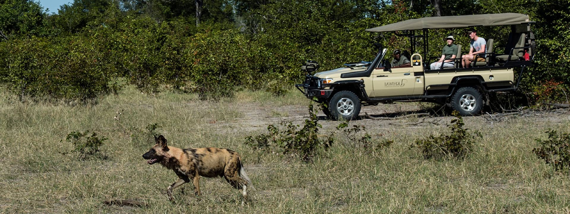 African Wild Dog spotted in the grasslands of the Khwai Private reserve