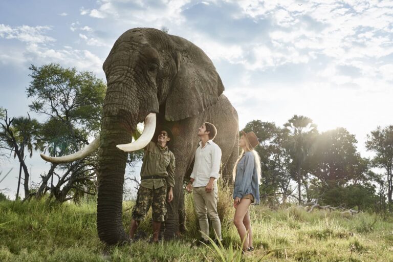 The elephant interaction is a highlight on every visitor to Sanctuary Baines Camp