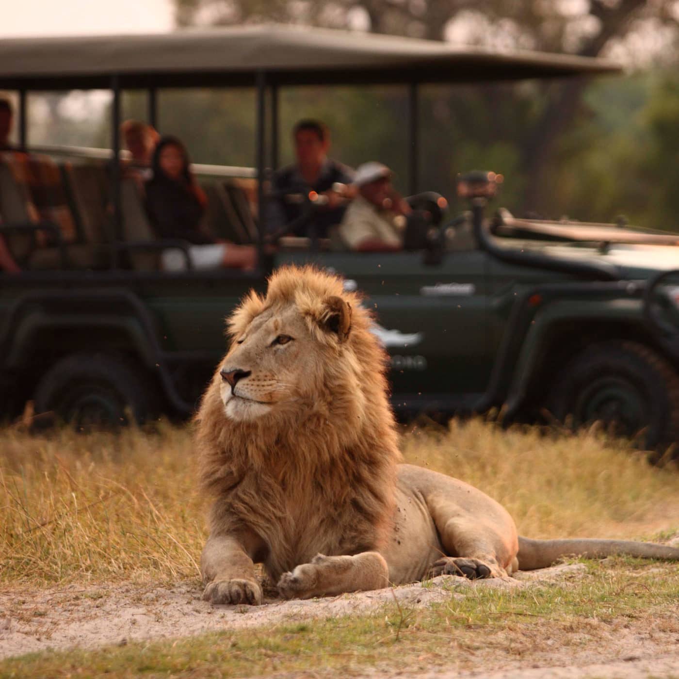 Male Lion as see by Sandibe guests on game drive