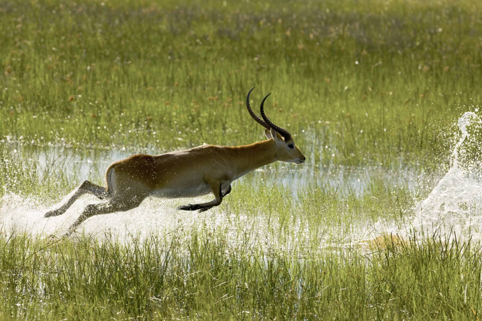 leaping Lechwe in the Okavango