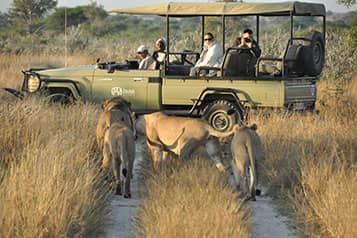 Tau Pan game drive comes across several Kalahari lion