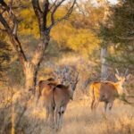 A herd of Eland on the private reserve